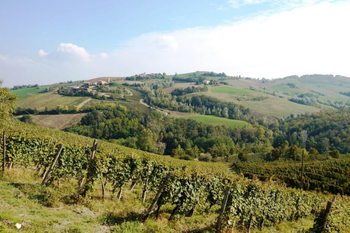 Panorama dei colli piacentini con vigneti e castelli, ideale per escursioni